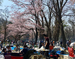 Hanami-piknik Maruyama-puistossa