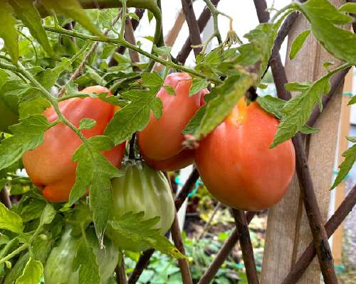 Aurinkokuivatut tomaatit.