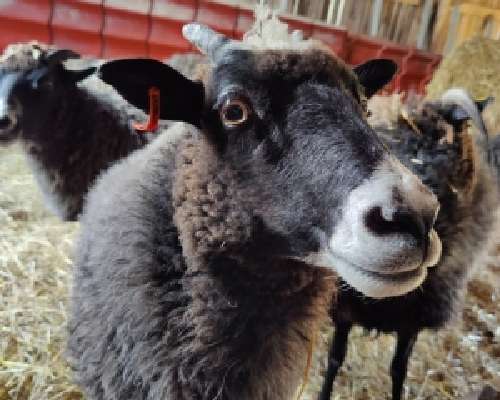 51 yarns: double coated breed