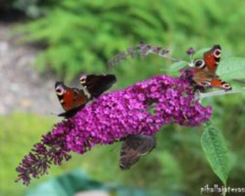 Parhaat kesäkukat perhosille