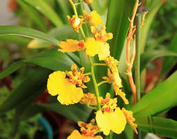 Orkideahuoltoa