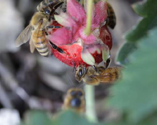 Mansikkamehubaari mehiläisille ja kimalaisille