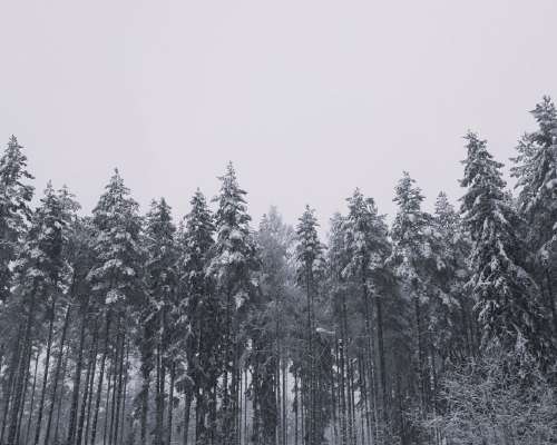 Harmaa helmikuu – Talvi huutaa ähäkuttia