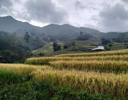 Vietnam, sapa: vaellusretki riisipeltojen ja ...