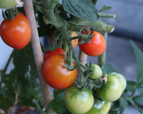 Evakko-tomaatit ehtivät ensin