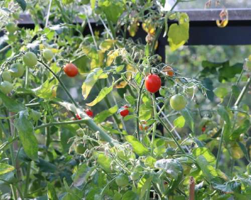 Huh mikä tomaattiviidakko kasvihuoneessa!