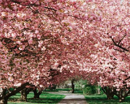 Vaaleanpunaisella retkellä kirsikkapuiden alla