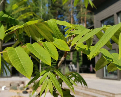 Mantsurianjalopähkinä - raikasta vihreää