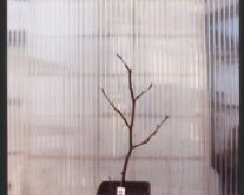 Bonsai 5.30. Puu kuvassa