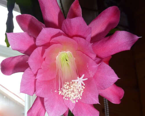 Pitkälehtinen kaktus teki kukan!