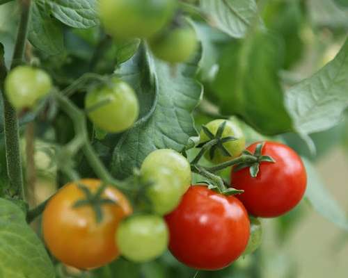 Lukijan toive: Tomaattien kasvatus