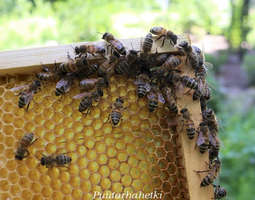 Mehiläiset muuttivat meille