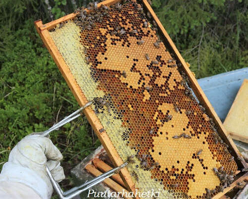 Mehiläispesän jakaminen