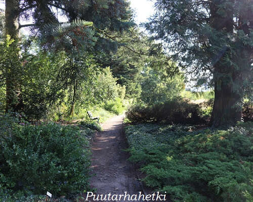 Puutarhavierailulla: Botanischer Garten Rosto...