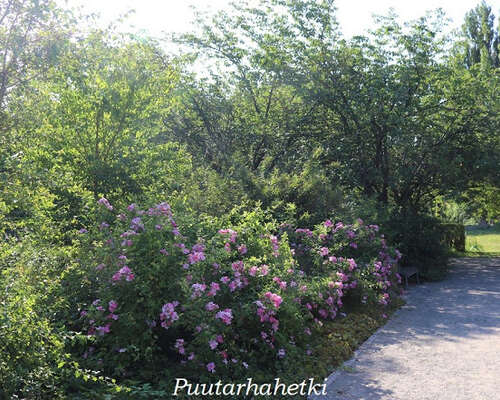 Puutarhavierailulla: Botanischer Garten Rosto...