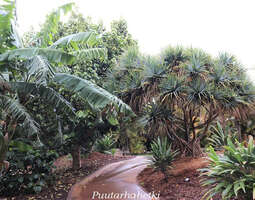 Puutarhavierailulla: Palmetum, Santa Cruz, Te...