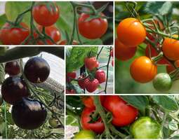 Kesän tomaattilajikkeet koossa
