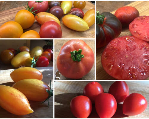 Tomaattisuunnitelmia