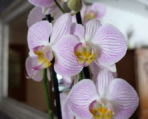 Orkidea hyvältä ystävältä