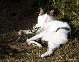 Vilina-kissan kesäilta