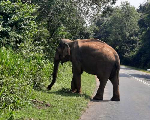 Polonnaruwassa safarilla