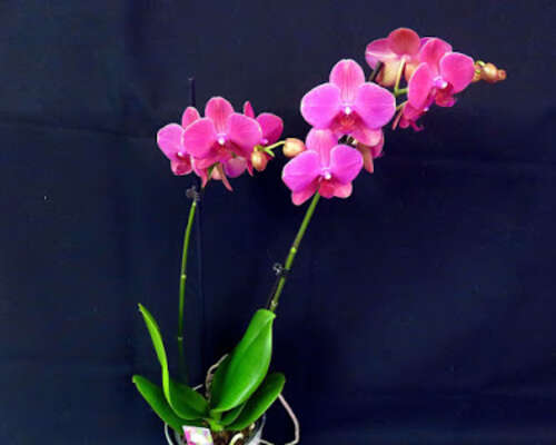 Päivän orkidea.