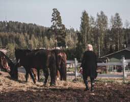 Hevosista, oppimisesta ja hiljaisesta kesästä