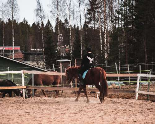 Hevosista, ratsastuksesta ja tärkeistä hetkistä