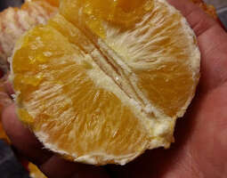 Appelsiininkuoret sytykkeiksi ja huuhteluetik...