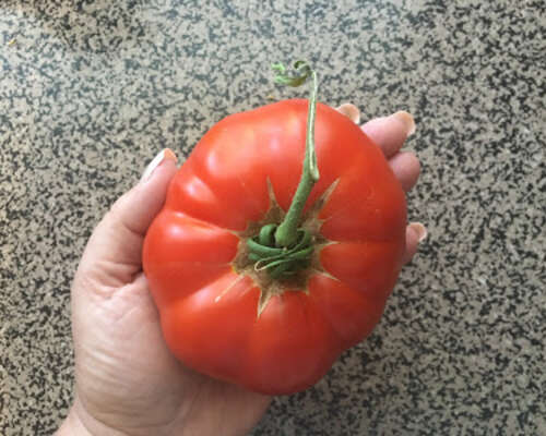 Muisto hyvästä tomaattisadosta hymyilyttää
