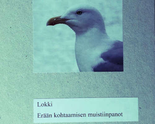 Mirkka Mattheiszen: Lokki