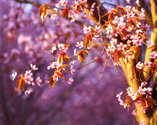 Roihuvuoren kirsikkapuisto – pala pinkkiä une...