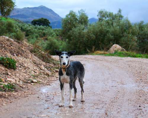 Kokemukseni koirien kohtelusta Espanjassa