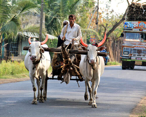 Lehmän lantaa Intiassa