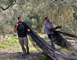 Oliivien kerääminen Andalusiassa