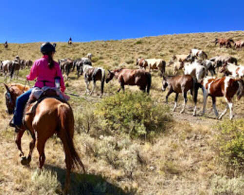 Horse drive: hevosajoa Idahossa