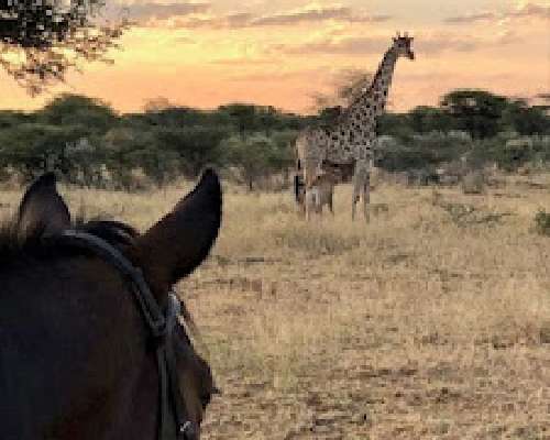 Namibia: kohtuuhintainen ratsastussafari