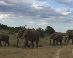 Ratsastaja elefanttien jäljillä Botswanan Tul...