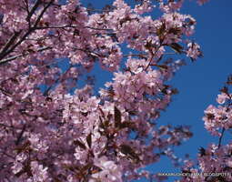 Kirsikankukkia pojalle