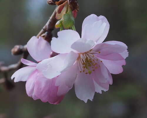 Kirsikkainen kevätsuudelma