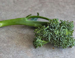 Höyrytetty broccoliini, paras broccoliini