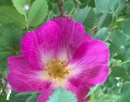 Glory of Edzell - ruusu on vihdoin kukassa
