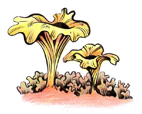pieniä sieniä