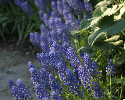 Kevätmuistoja sinisestä kukka-aallosta