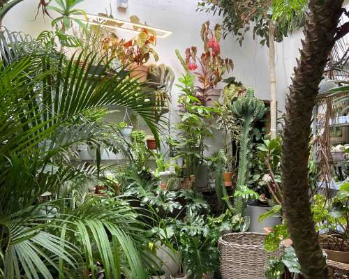 Conservatory Archives: Get Lost With Plants I...