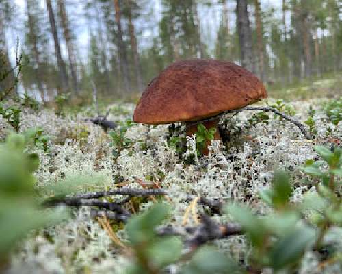 Hyvää valtakunnallista sienipäivää ja Suomen ...