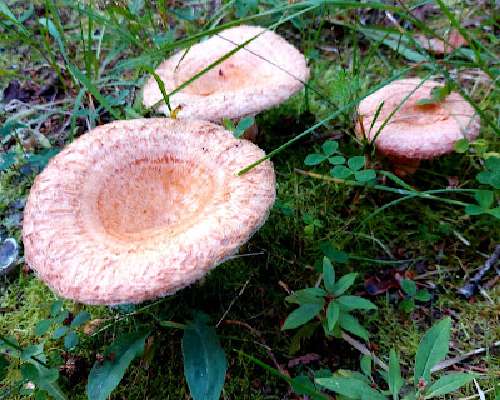 Kaiken maailman sieniä - Marttojen sieniviikot