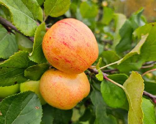 Omena-kaurapaistos ja rouskujen ryöppääminen