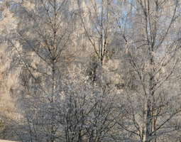 Talviset puut