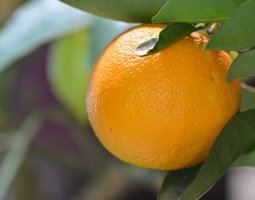 Appelsiinipuu